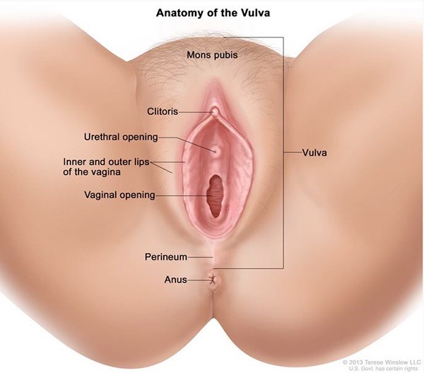 Anatomy of a vagina